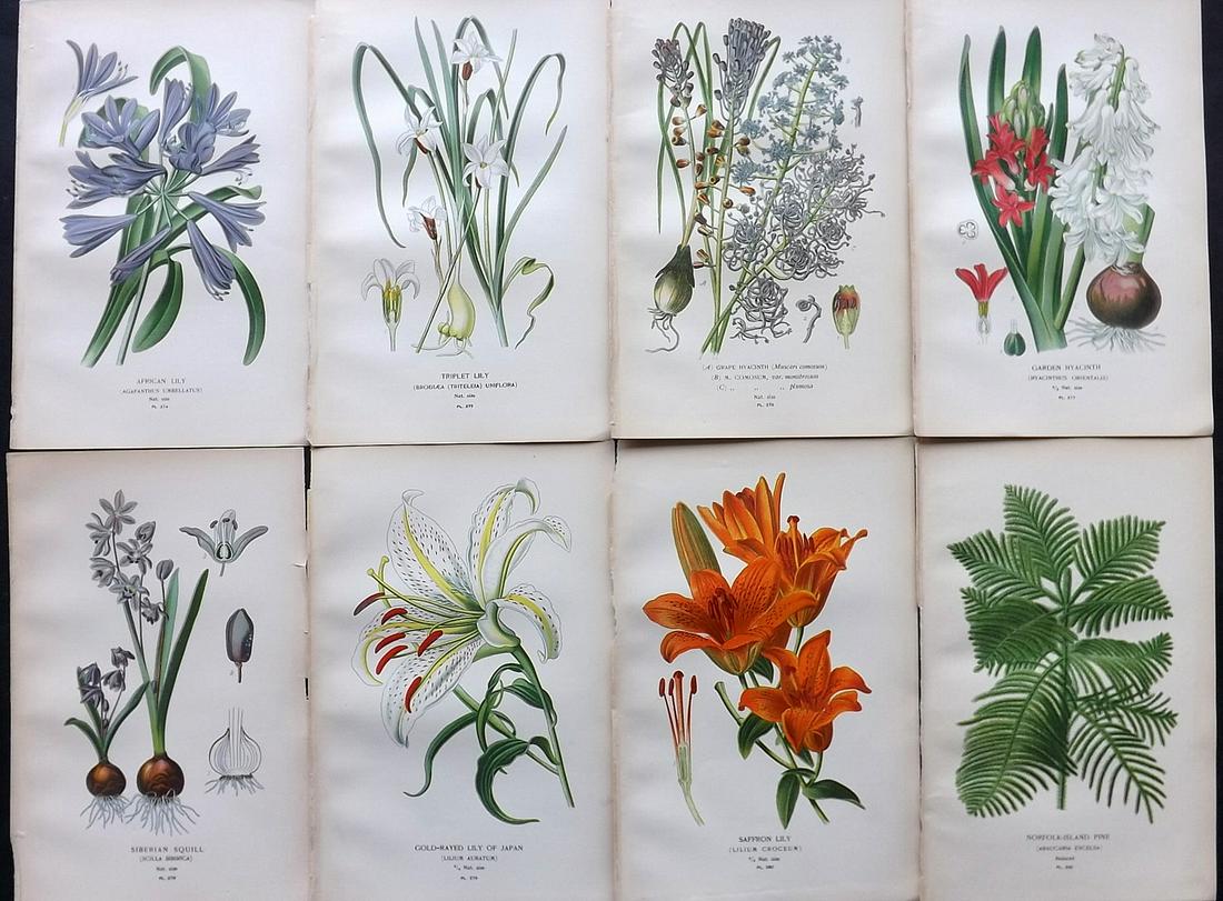 Step, Edward 1897 Lot of 8 Botanical Prints: Chromolithographs Published 1896-97 by Frederick Warne & Co., London for "Favourite Flowers of Garden and Greenhouse" by Edward Step and William Watson. Paper Size: 9.5 x 6 inch (24 x 15cm) Good Condi