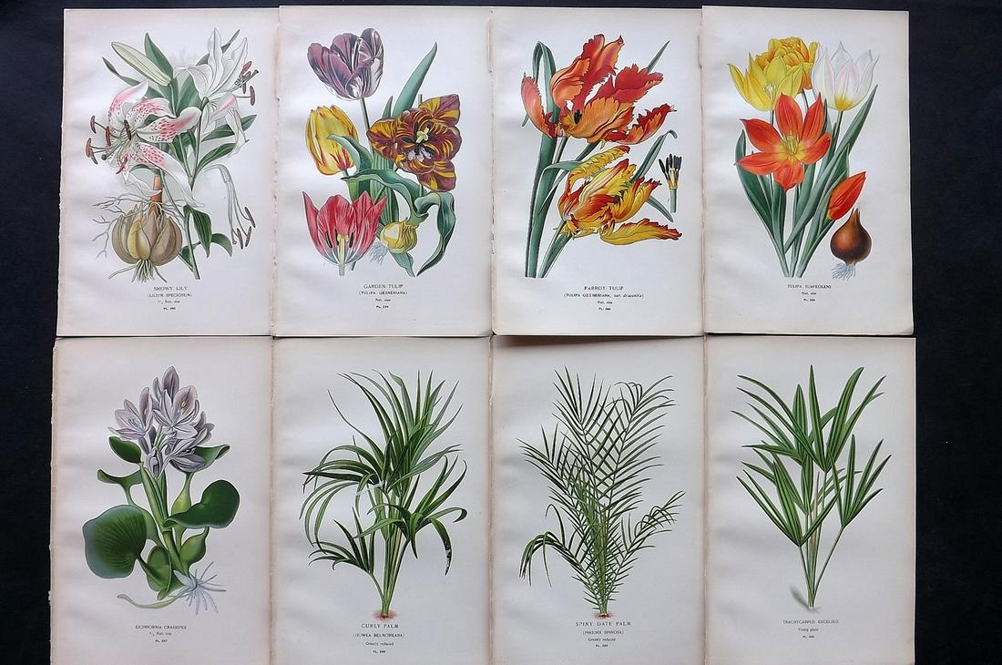 Step, Edward 1897 Lot of 8 Botanical Prints: Chromolithographs Published 1896-97 by Frederick Warne & Co., London for "Favourite Flowers of Garden and Greenhouse" by Edward Step and William Watson. Paper Size: 9.5 x 6 inch (24 x 15cm) Good Condi