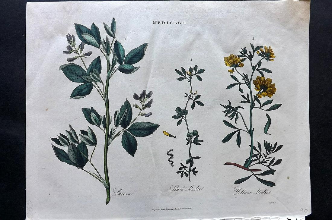 Wilkes, John 1816 HCol Botanical. Medicago (1 of 2)