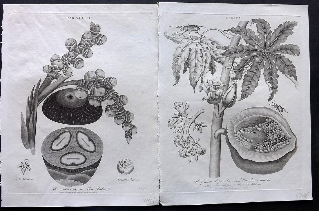 Wilkes, John C1810 Pair of Botanical Prints (1 of 2)