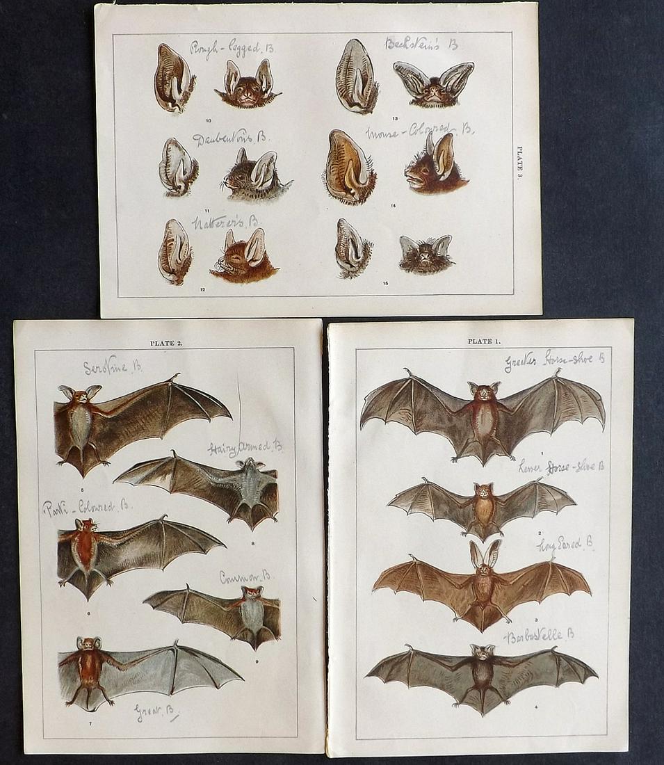 Gordon, W. J. C1900 Lot of 3 Bat Prints (Faults): Chromolithographs Published C1900, London for the "Our Country's" Series by W. J. Gordon. Paper Size: 7.5 x 5 inch (19 x 13cm) All with ink annotations to background