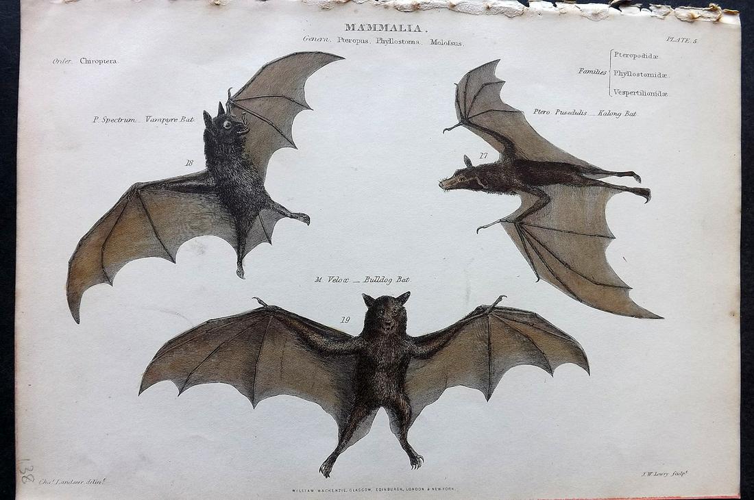 Richardson, John 1862 Hand Col Print. Bats (1 of 2)