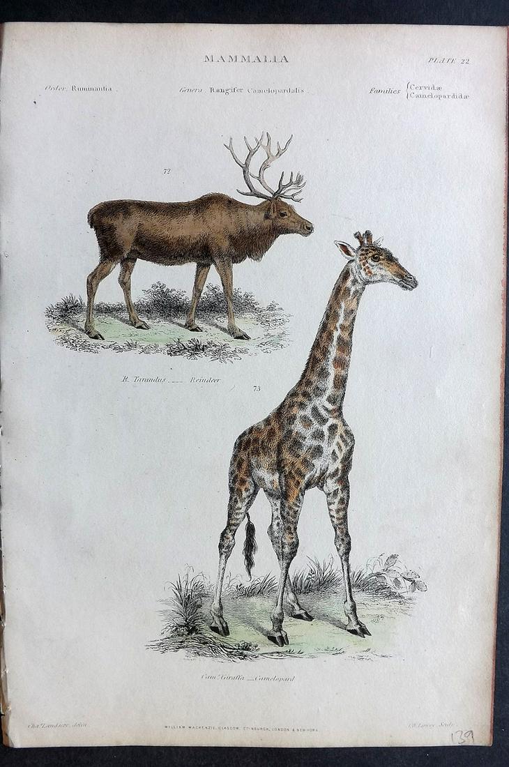 Richardson, John 1862 Hand Col Print. Giraffe, Reindeer: Steel Engravings/Etchings Published 1859-62 by William Mackenzie, Edinburgh & London for "The Museum of Natural History" by John Richardson. Paper Size: 10.5 x 7 inch (27 x 18cm) Good Condition