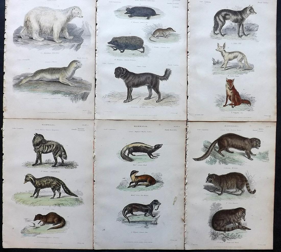 Richardson, John 1862 Lot of 6 Hand Col Animal Prints: Steel Engravings/Etchings Published 1859-62 by William Mackenzie, Edinburgh & London for "The Museum of Natural History" by John Richardson. Paper Size: 10.5 x 7 inch (27 x 18cm) Good Condition
