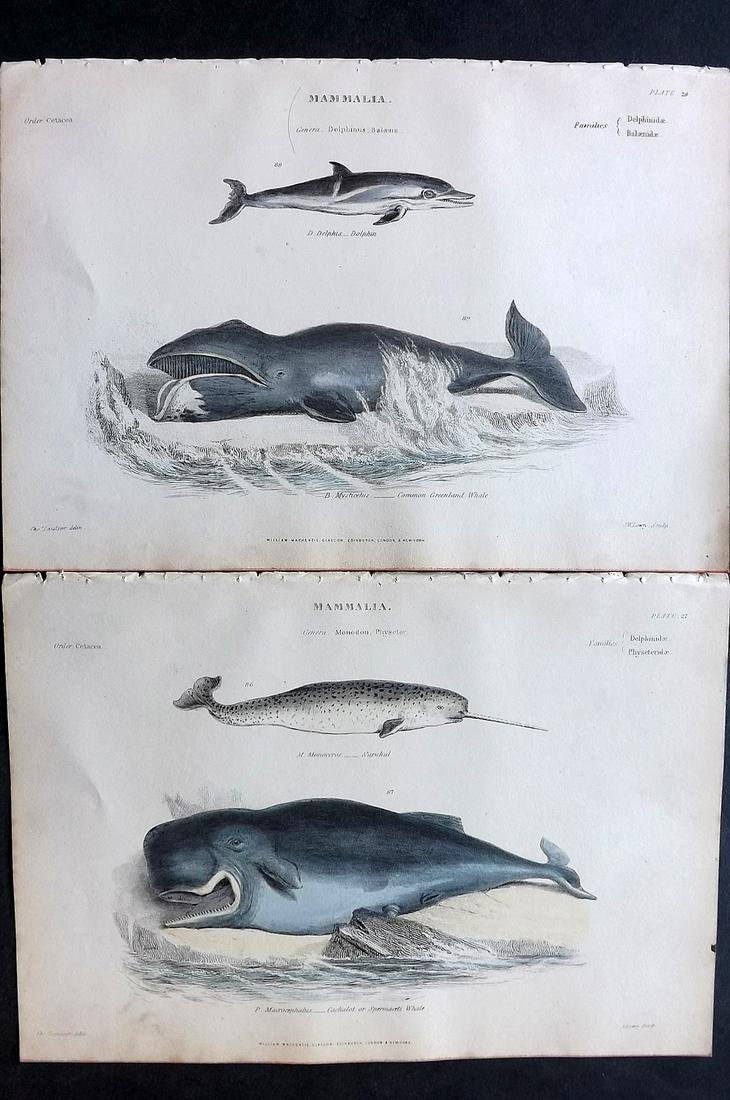 Richardson, John 1862 Pair of Hand Col Prints. Whales: Steel Engravings/Etchings Published 1859-62 by William Mackenzie, Edinburgh & London for "The Museum of Natural History" by John Richardson. Paper Size: 10.5 x 7 inch (27 x 18cm) Good Condition