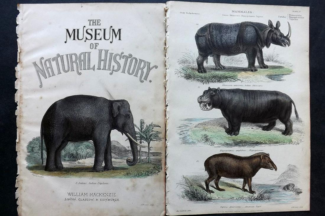 Richardson, John 1862 Pair of HC Prints. Rhino Elephant: Steel Engravings/Etchings Published 1859-62 by William Mackenzie, Edinburgh & London for "The Museum of Natural History" by John Richardson. Paper Size: 10.5 x 7 inch (27 x 18cm) Good Condition