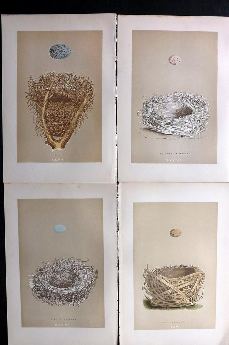 Morris, Francis 1896 Lot of 4 Antique Bird Nest Prints: Woodblocks Published 1896 by John C. Nimmo, London for "A Natural History of the Nests and Eggs of British Birds" By the Rev. Francis Orpen Morris, printed Benjamin Fawcett. Printed in colours and fin