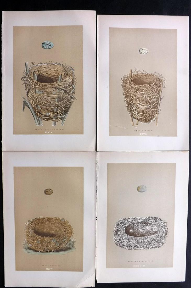 Morris, Francis 1896 Lot of 4 Antique Bird Nest Prints: Woodblocks Published 1896 by John C. Nimmo, London for "A Natural History of the Nests and Eggs of British Birds" By the Rev. Francis Orpen Morris, printed Benjamin Fawcett. Printed in colours and fin