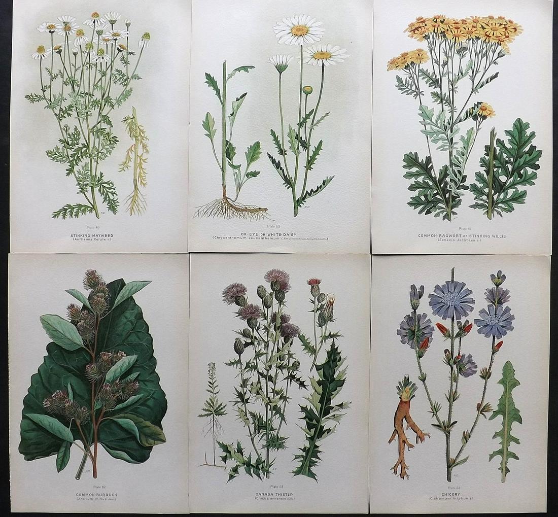 Farm Weeds of Canada 1909 Lot of 6 Botanical Prints: Chromolithographs Published 1909 by the Minister of Agriculture, Ottawa for "Farm Weeds of Canada" by George H. Clark and James Fletcher. Paper Size: 10 x 7 inch (25 x 18cm) Good Condition