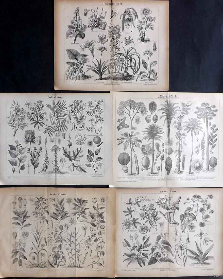 Meyer, Joseph 1890's Lot of 5 Botanical Prints: Lithographs Published 1893-97, Leipzig for "Meyers Konversations-Lexikon" by Joseph Meyer et al. Centre fold as published. Paper Size: 12 x 9.5 inch (31 x 25cm) Slightly fragile paper. Good Condition 