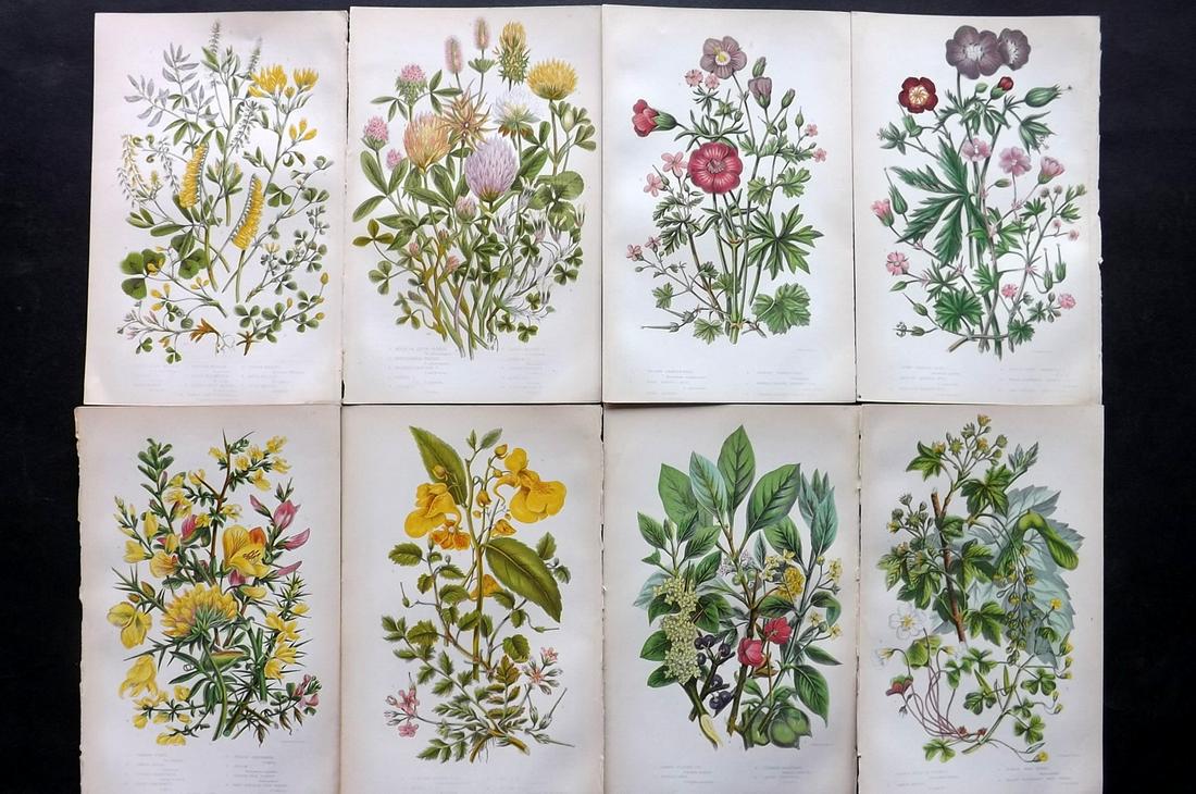 Pratt, Anne 1855 Lot of 8 Antique Botanical Prints: Color Printed Woodblocks Published 1855, London for "The Flowering Plants and Ferns of Great Britain" First Edition by Anne Pratt. Paper Size: 9 x 5.5 inch (23 x 14cm) Good Condition