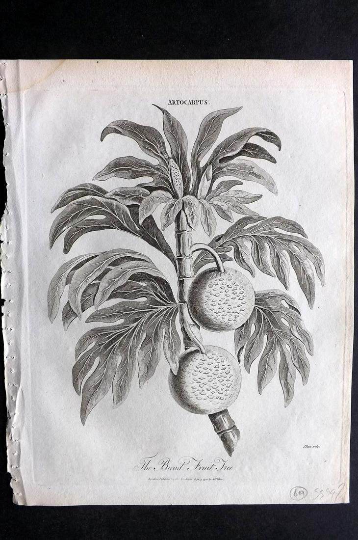 Wilkes, John C1810 Botanical Print. Bread Fruit Tree (1 of 2)