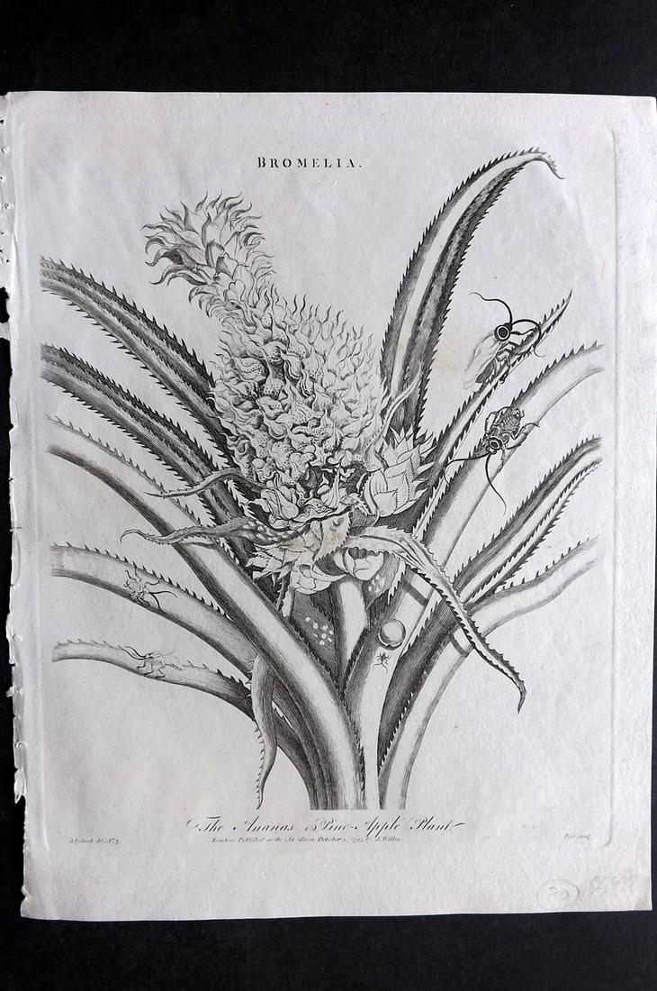 Wilkes, John C1810 Fruit Print. Ananas Pineapple (1 of 2)