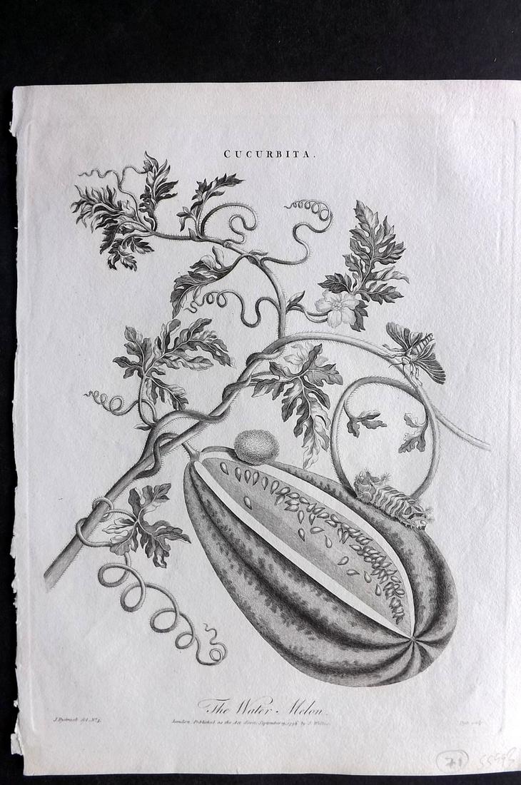 Wilkes, John C1810 Fruit Print. Water Melon (1 of 2)