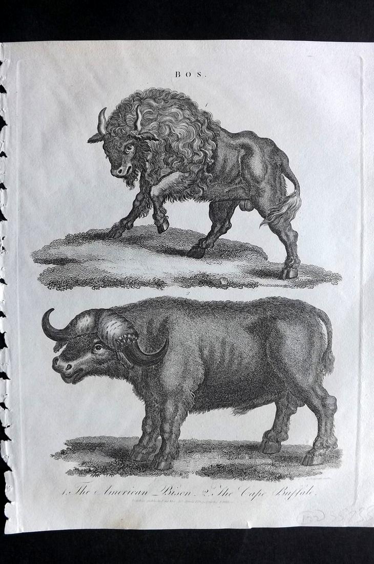 Wilkes, John C1810 Print. American Bison, Cape Buffalo: Copper Plate Published 1796-1828 London for "Encyclopaedia Londinensis, or universal dictionary of arts, sciences and literature" by John Wilkes et al. Paper Size: 10.5 x 8.5 inch (27 x 22cm) Good Con