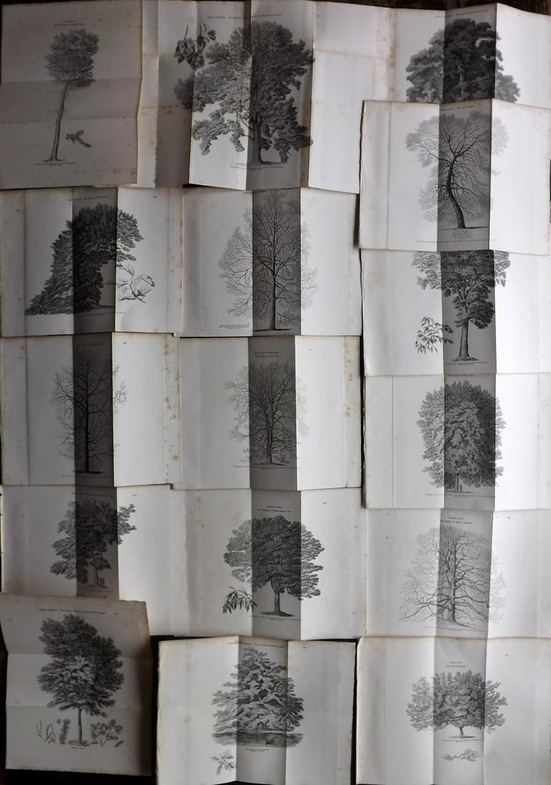 Loudon, John 1844 Lot of 16 Tree Prints - Doubles (1 of 7)