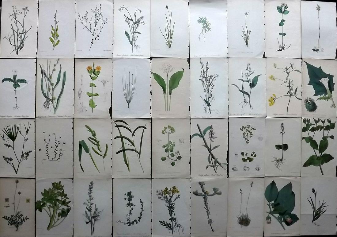 Hogg & Johnson C1870 Lot of 36 HCol Botanical Prints: Hand Coloured Lithographs Published 1863-1880, London for "The Wild Flowers of Great Britain" by Robert Hogg & George W. Johnson. Paper Size: 9 x 5.5 inch (23 x 14cm) Good Condition