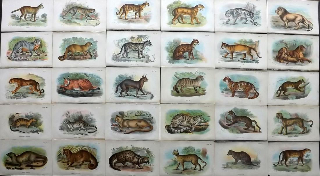 Lloyds's 1897 Lot of 30 Antique Big Cat Prints (1 of 6)