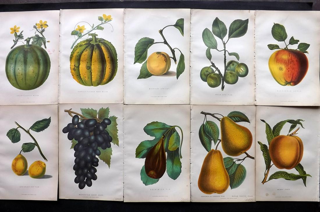 Anderson, James 1874 Lot of 10 Antique Fruit Prints (1 of 4)