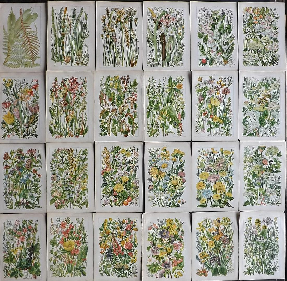 Gordon, W. J. C1900 Lot of 24 Botanical Prints (1 of 7)