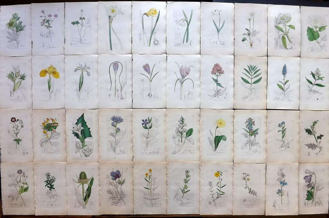 Sowerby, James C1840 Lot 40 Part HCol Prints. Flowers (1 of 11)