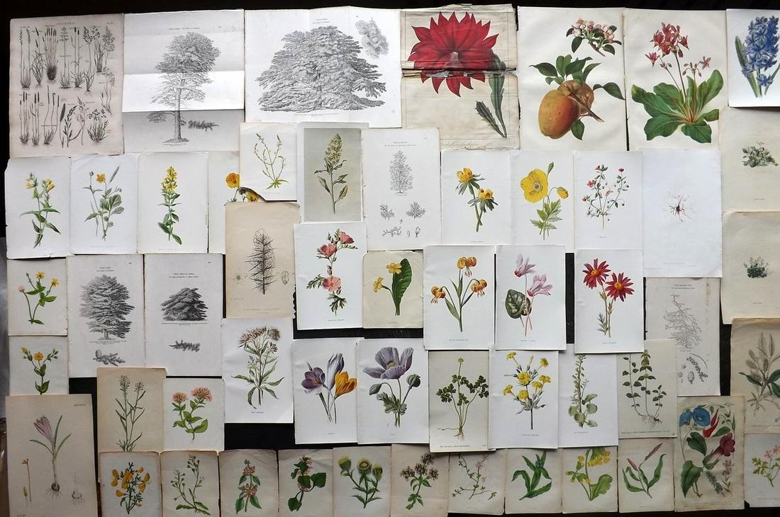 Botanical Prints 19th Cent. Lot of 50 Prints (1 of 7)