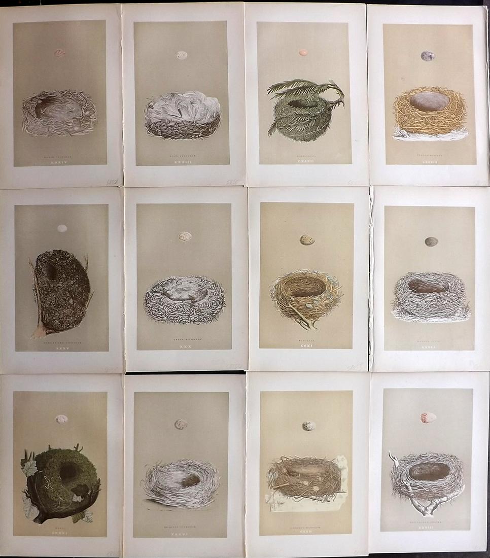 Morris, Francis 1896 Lot of 12 Antique Bird Nest Prints: Woodblocks Published 1896 by John C. Nimmo, London for "A Natural History of the Nests and Eggs of British Birds" By the Rev. Francis Orpen Morris, printed Benjamin Fawcett. Printed in colours and fin