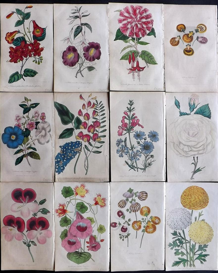Floricultural Cabinet 1840's Lot 12 HC Botanical Prints (1 of 5)