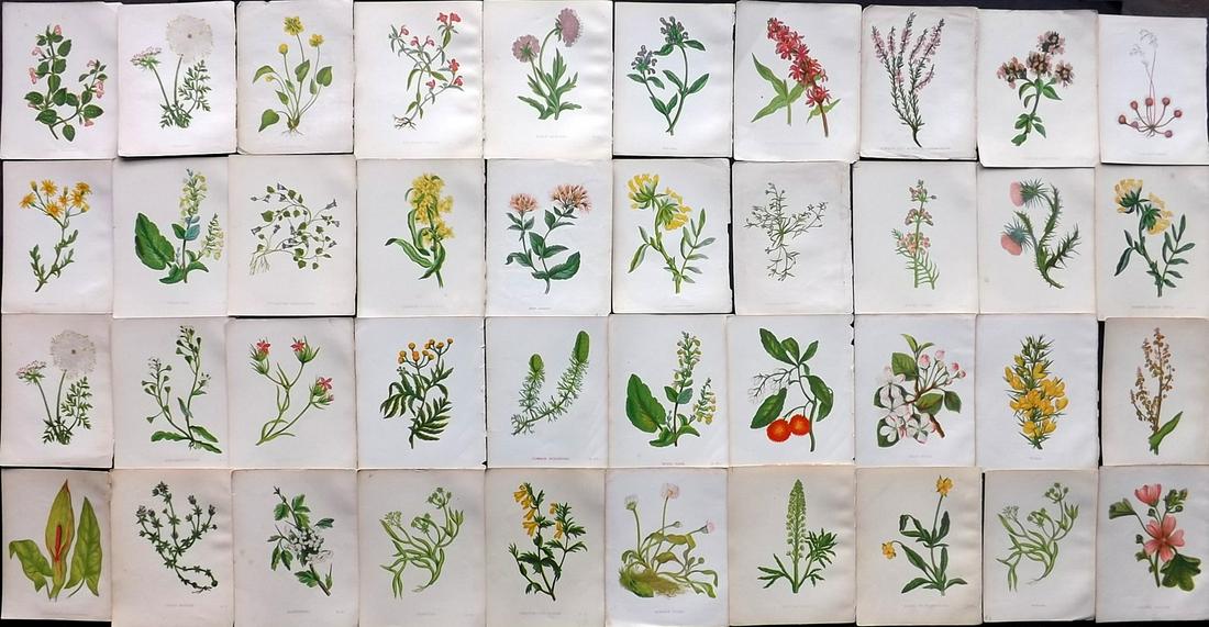 Pratt, Anne C1855 Lot of 40 Antique Botanical Prints (1 of 7)