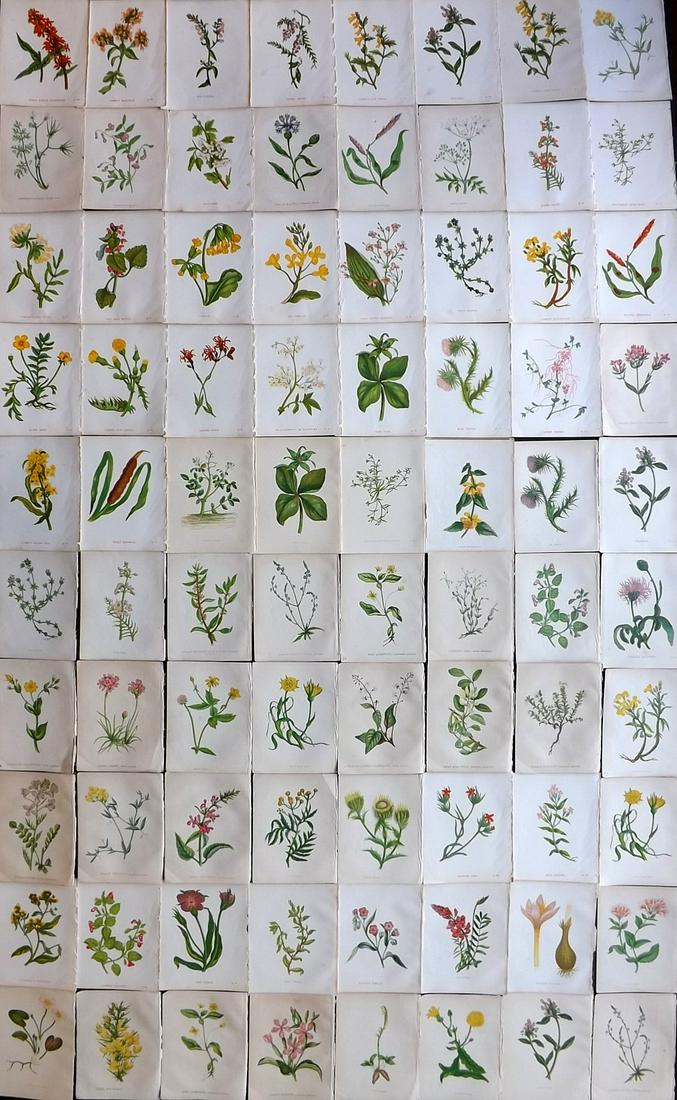 Pratt, Anne C1855 Lot of 80 Antique Botanical Prints (1 of 11)