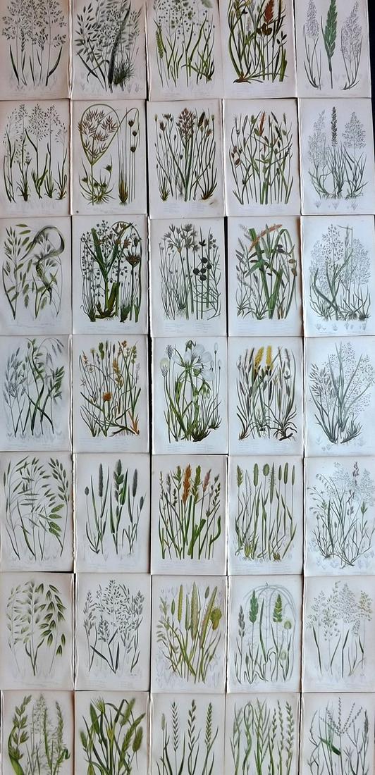 Pratt, Anne 1855 Lot of 35 Botanical Prints. Grasses (1 of 9)