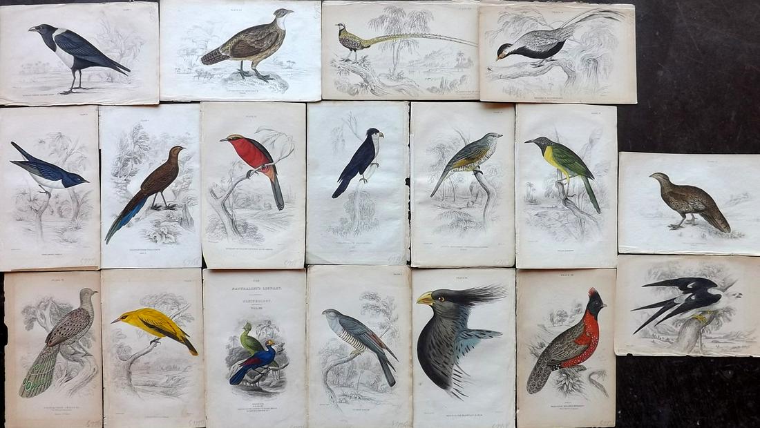 Jardine, William 1830s Lot of 18 Hand Col Bird Prints (1 of 6)
