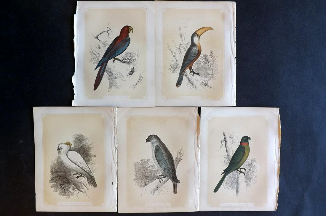Bicknell, W. I. 1851 Lot of 5 Bird Prints. Parrots, (1 of 2)
