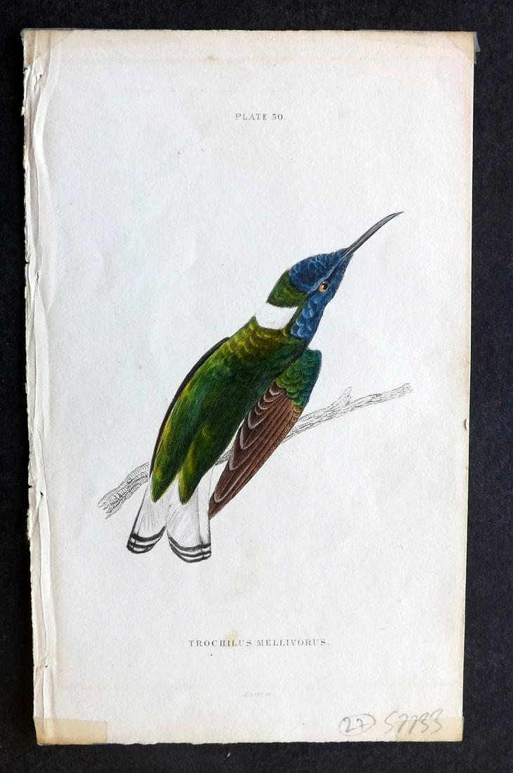 Jardine, William 1833 Hand Col Bird Print. Hummingbird (1 of 2)
