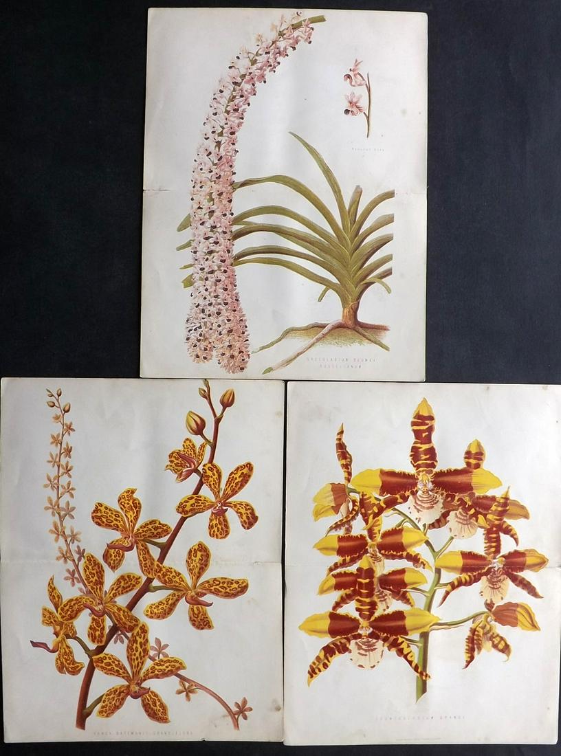 Anderson, James 1874 Lot of 3 Folio Prints. Orchids (1 of 2)