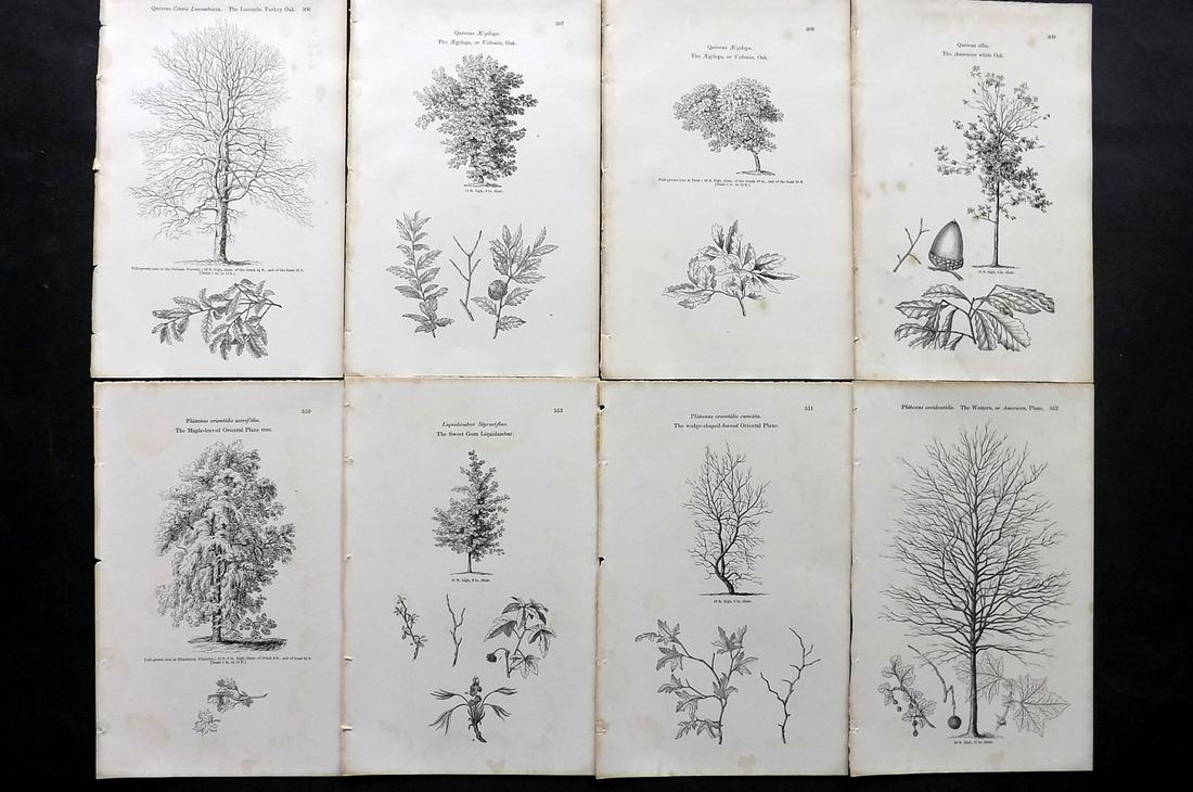 Loudon, John 1844 Lot of 8 Antique Tree Prints: Woodblocks Published 1844, London for "Arboretum et Fruticetum Britannicum; or, The Trees and Shrubs of Britain" by John Claudius Loudon. Good Paper, reverse side blank. Paper Size: 8.5 x 5.5 inch (22