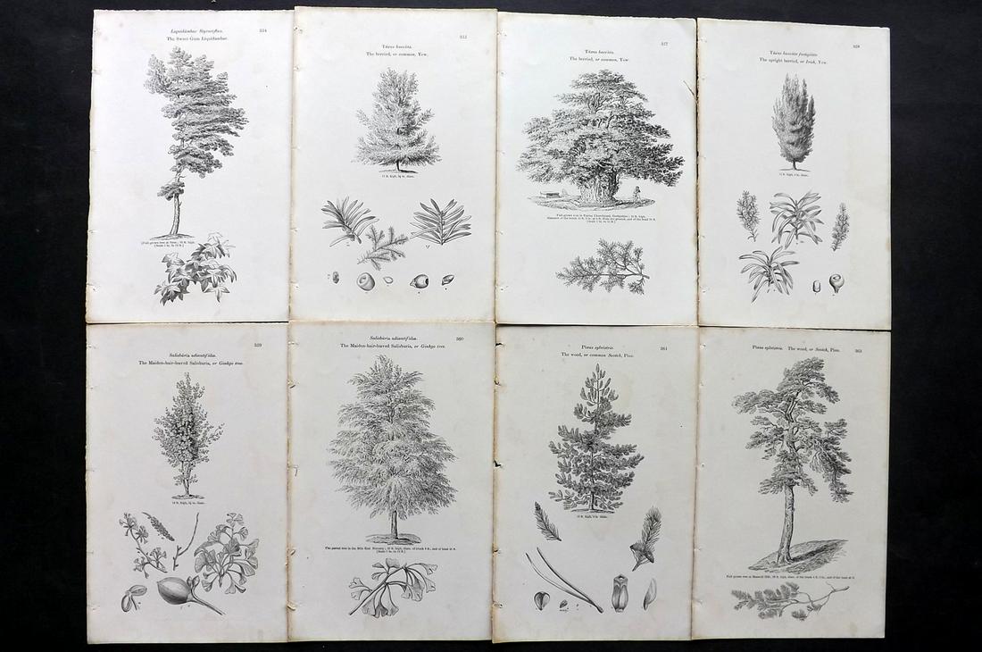 Loudon, John 1844 Lot of 8 Antique Tree Prints: Woodblocks Published 1844, London for "Arboretum et Fruticetum Britannicum; or, The Trees and Shrubs of Britain" by John Claudius Loudon. Good Paper, reverse side blank. Paper Size: 8.5 x 5.5 inch (22