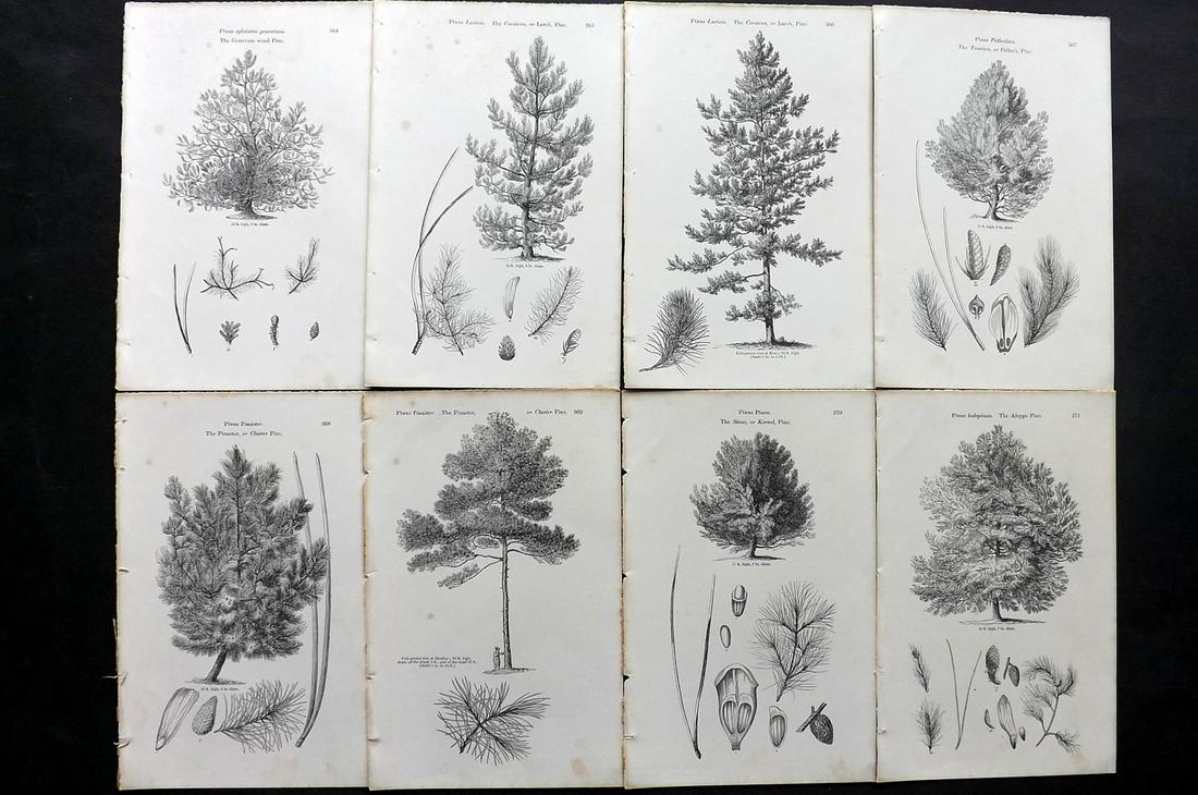 Loudon, John 1844 Lot of 8 Antique Tree Prints: Woodblocks Published 1844, London for "Arboretum et Fruticetum Britannicum; or, The Trees and Shrubs of Britain" by John Claudius Loudon. Good Paper, reverse side blank. Paper Size: 8.5 x 5.5 inch (22