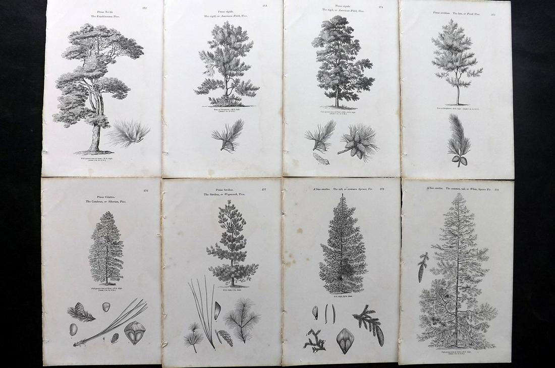 Loudon, John 1844 Lot of 8 Antique Tree Prints: Woodblocks Published 1844, London for "Arboretum et Fruticetum Britannicum; or, The Trees and Shrubs of Britain" by John Claudius Loudon. Good Paper, reverse side blank. Paper Size: 8.5 x 5.5 inch (22