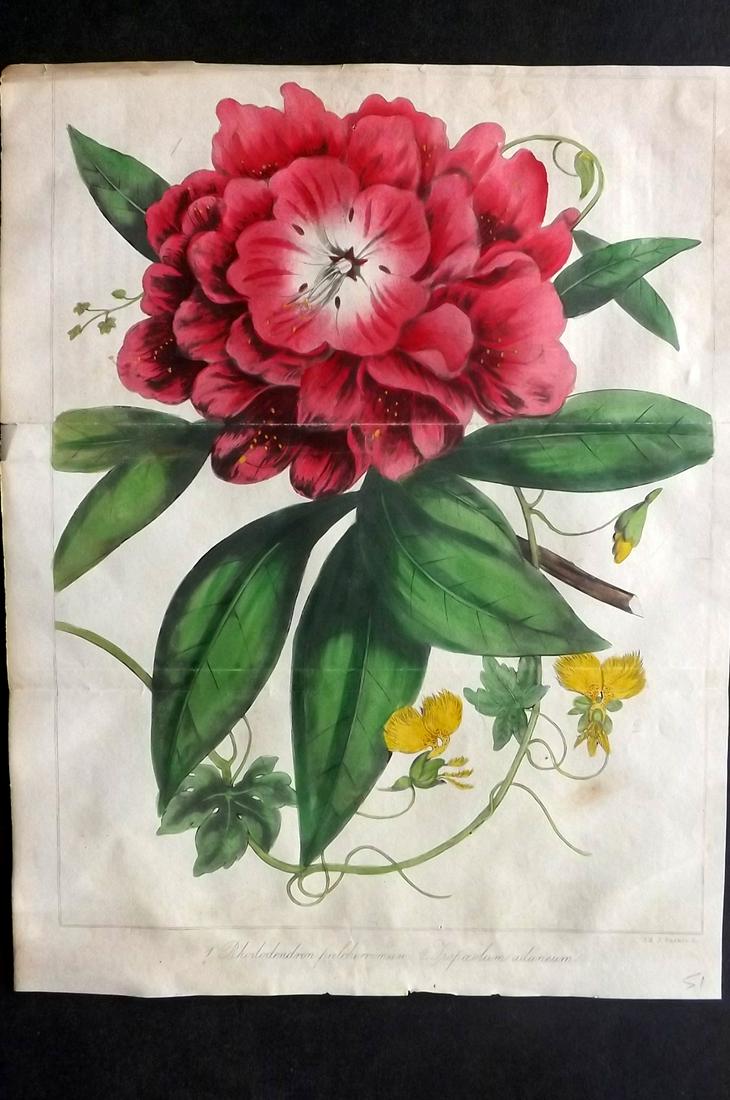 Marnock, Robert 1837 HC Botanical Print. Rhododendron (1 of 2)