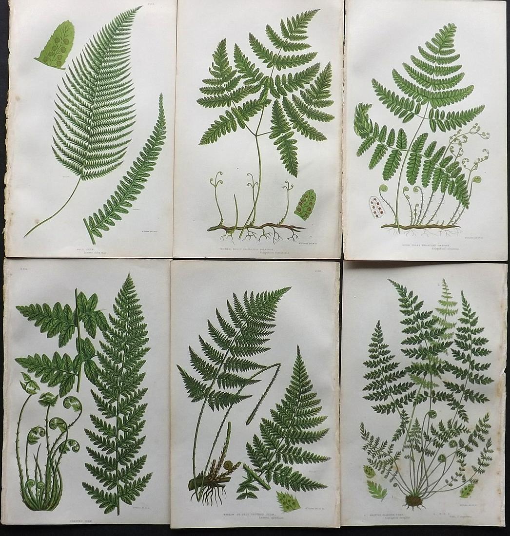 Pratt, Anne 1855 Lot of 6 Antique Fern Prints: Woodblocks Published 1855, London for "The Flowering Plants, Grasses, Sedges and Ferns of Great Britain" First Edition by Anne Pratt. Paper Size: 9 x 6 inch (23 x 15cm) Good Condition