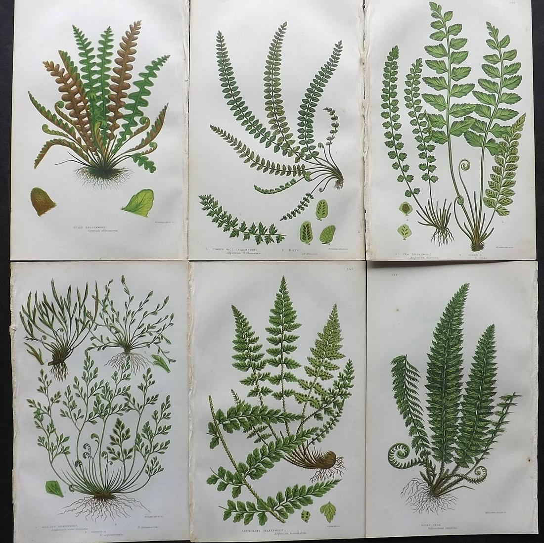 Pratt, Anne 1855 Lot of 6 Antique Fern Prints: Woodblocks Published 1855, London for "The Flowering Plants, Grasses, Sedges and Ferns of Great Britain" First Edition by Anne Pratt. Paper Size: 9 x 6 inch (23 x 15cm) Good Condition