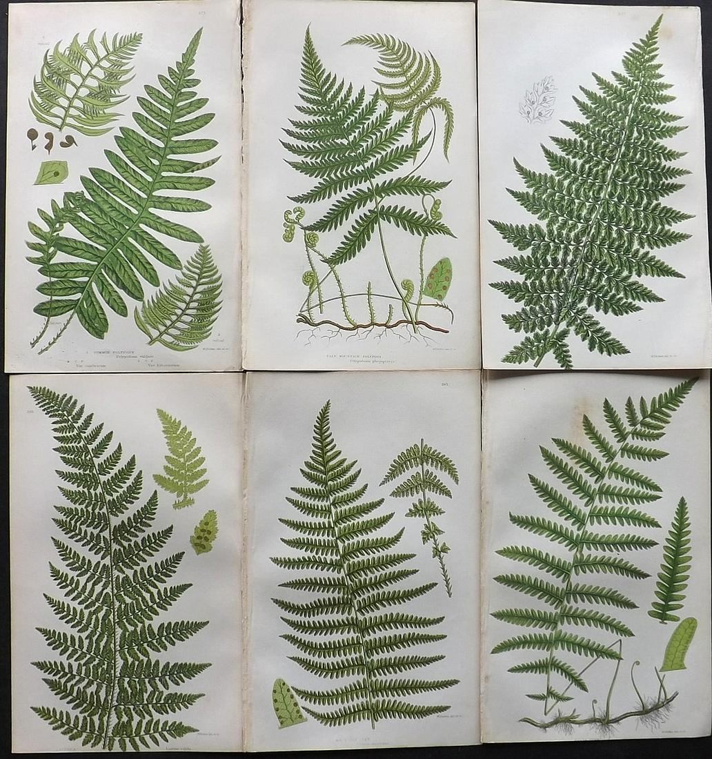 Pratt, Anne 1855 Lot of 6 Antique Fern Prints: Woodblocks Published 1855, London for "The Flowering Plants, Grasses, Sedges and Ferns of Great Britain" First Edition by Anne Pratt. Paper Size: 9 x 6 inch (23 x 15cm) Good Condition