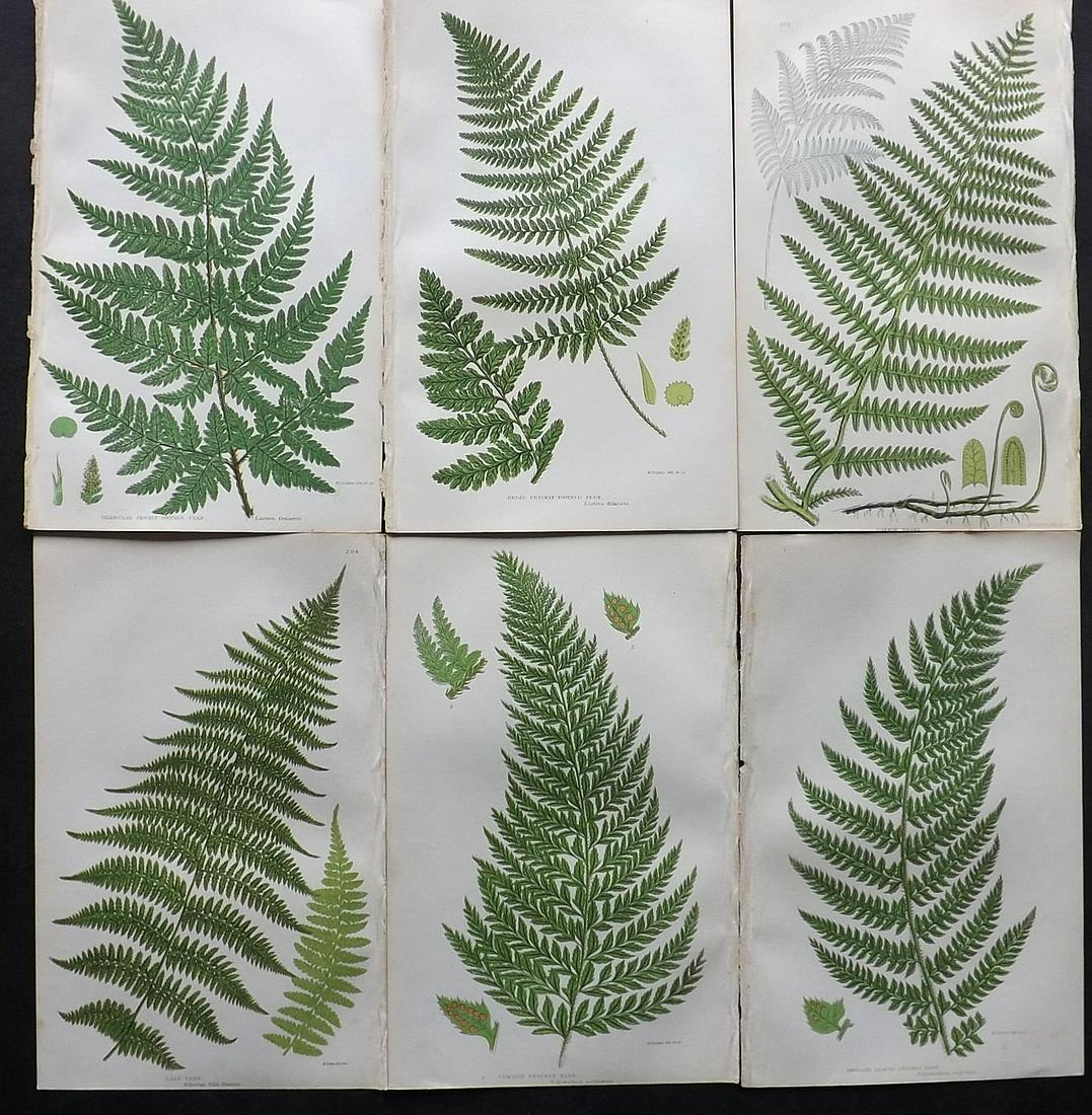 Pratt, Anne 1855 Lot of 6 Antique Fern Prints: Woodblocks Published 1855, London for "The Flowering Plants, Grasses, Sedges and Ferns of Great Britain" First Edition by Anne Pratt. Paper Size: 9 x 6 inch (23 x 15cm) Good Condition