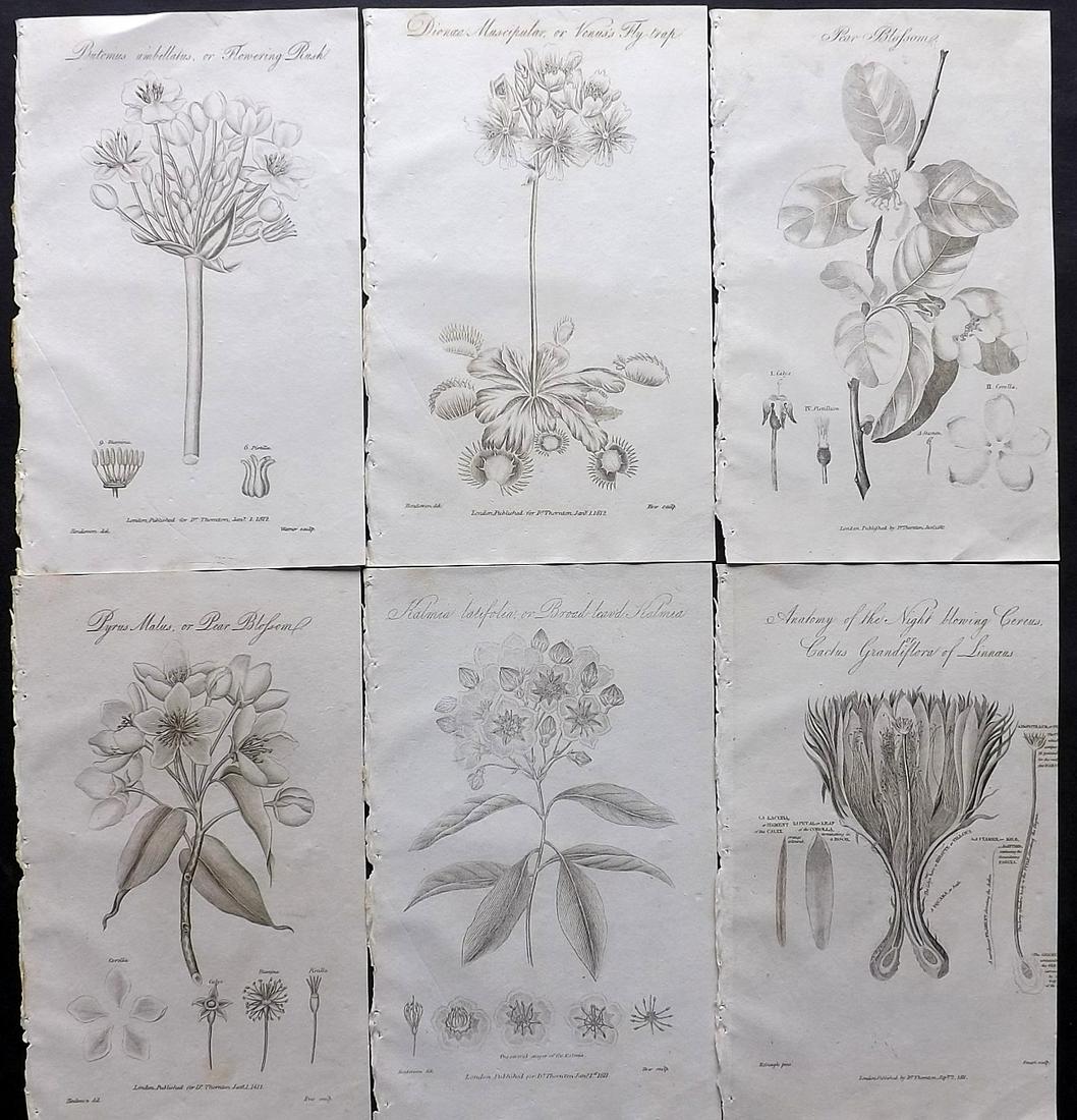 Thornton, Robert 1812 Lot of 6 Botanical Prints: Copper Plates Published 1812, London for "Elements of Botany" by Dr. Robert John Thonton. Paper Size: 9.5. x 6 inch (24 x 15cm) Good Condition