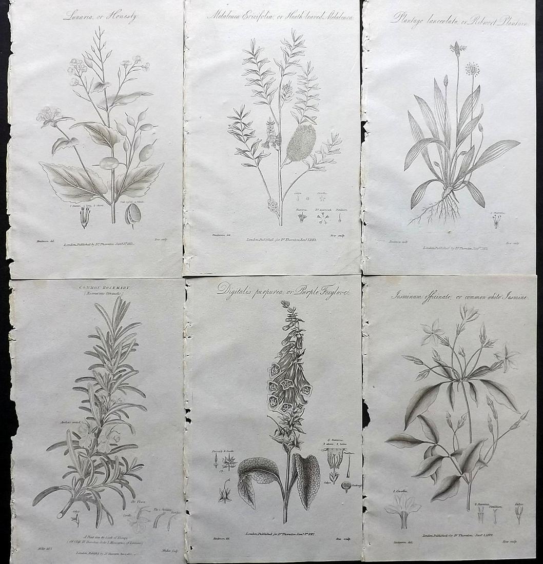 Thornton, Robert 1812 Lot of 6 Botanical Prints: Copper Plates Published 1812, London for "Elements of Botany" by Dr. Robert John Thonton. Paper Size: 9.5. x 6 inch (24 x 15cm) Good Condition