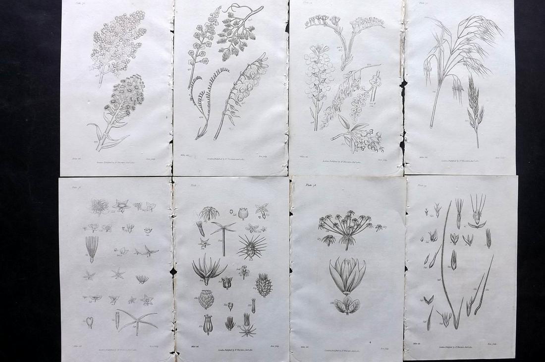 Thornton, Robert 1812 Lot of 8 Botanical Prints: Copper Plates Published 1812, London for "Elements of Botany" by Dr. Robert John Thonton. Paper Size: 9.5. x 6 inch (24 x 15cm) Good Condition