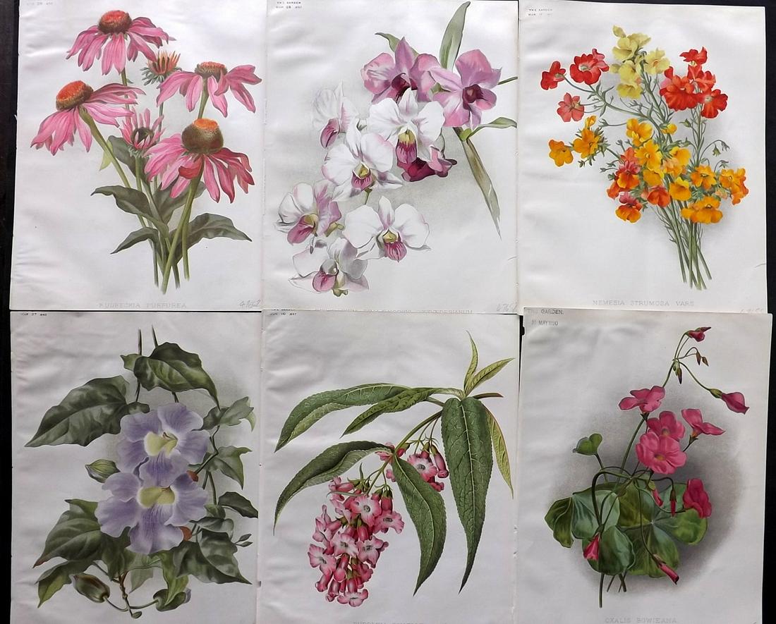The Garden C1890 Lot of 6 Botanical Prints: Chromolithographs Published 1872-1927, London for "The Garden. An Illustrated Weekly Journal of Horticulture in all its Branches" Edited by William Robinson and others. Paper Size: 11.5 x 9 inch (29 x