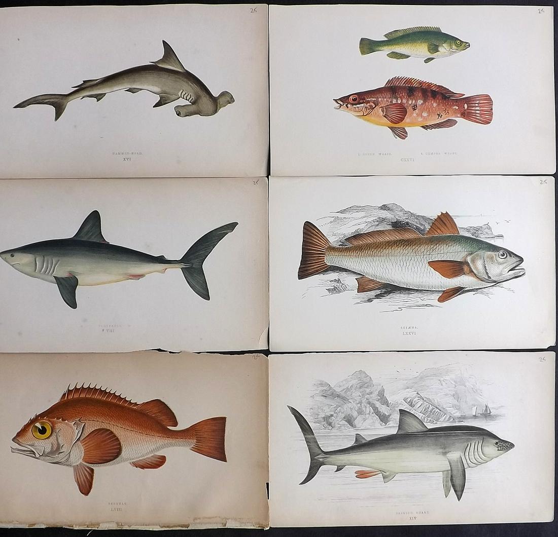 Couch, Jonathan 1878 Lot of 6 Fish Prints: Color Printed Woodblocks Published 1862, London for "A History of the Fishes of the British Islands" by Jonathan Couch. Paper Size: 9.5 x 6.5 inch (24 x 16.5cm) Very minor background toning in parts,