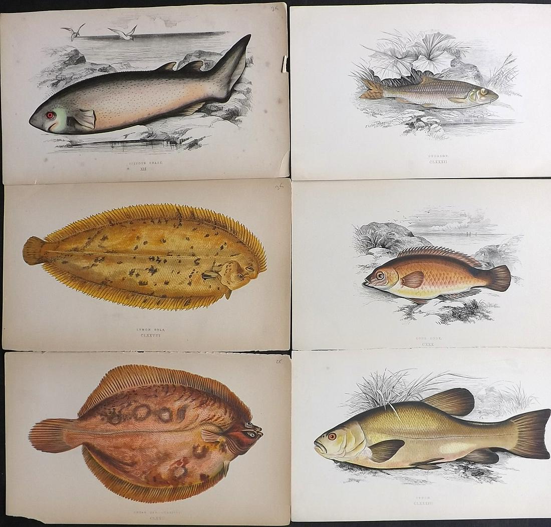 Couch, Jonathan 1878 Lot of 6 Fish Prints: Color Printed Woodblocks Published 1862, London for "A History of the Fishes of the British Islands" by Jonathan Couch. Paper Size: 9.5 x 6.5 inch (24 x 16.5cm) Very minor background toning in parts,